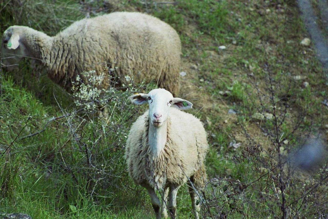 La Posada Del Arba El Frago Dış mekan fotoğraf